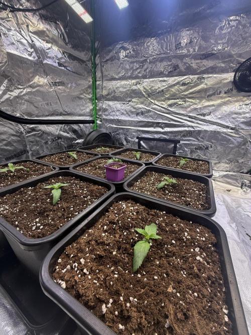 LFG Barney’s Farm(Lets fucking go). Week 2