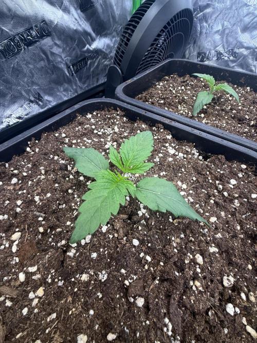 LFG Barney’s Farm(Lets fucking go). Week 2