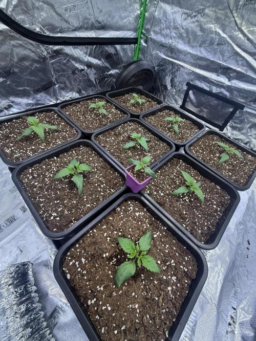 LFG Barney’s Farm(Lets fucking go). Week 2
