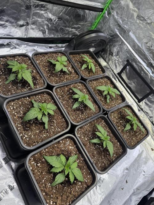 LFG Barney’s Farm(Lets fucking go). Week 2