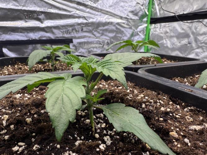 LFG Barney’s Farm(Lets fucking go). Week 2