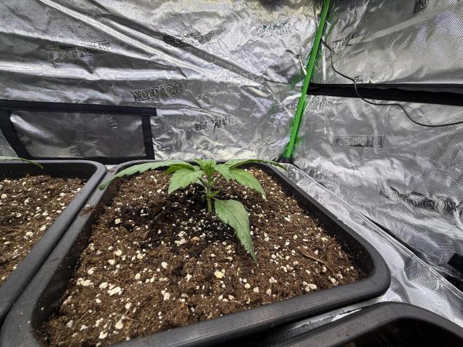 LFG Barney’s Farm(Lets fucking go). Week 2