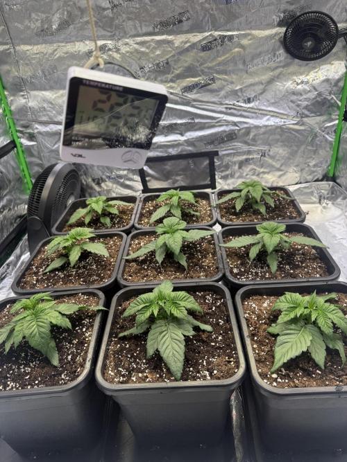 LFG Barney’s Farm(Lets fucking go). Week 3