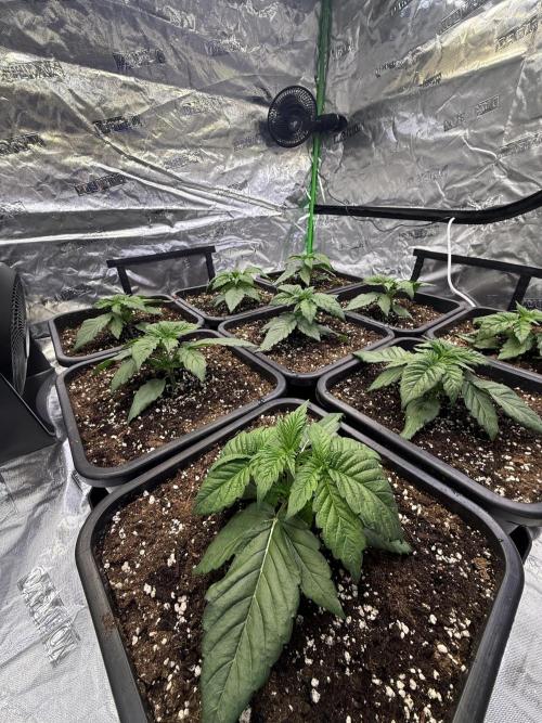 LFG Barney’s Farm(Lets fucking go). Week 3