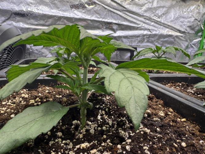 LFG Barney’s Farm(Lets fucking go). Week 3
