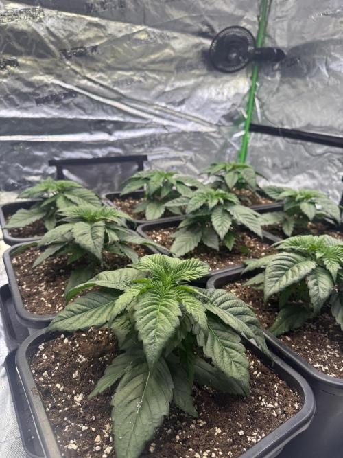 LFG Barney’s Farm(Lets fucking go). Week 3