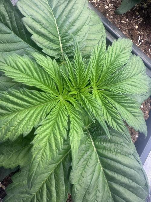 LFG Barney’s Farm(Lets fucking go). Week 3