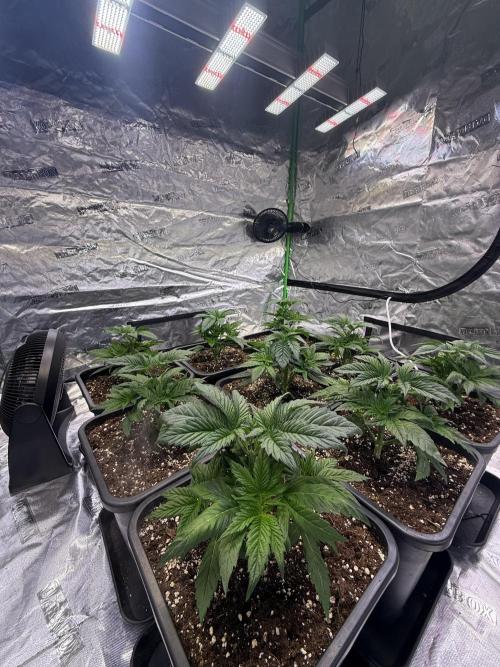 LFG Barney’s Farm(Lets fucking go). Week 4
