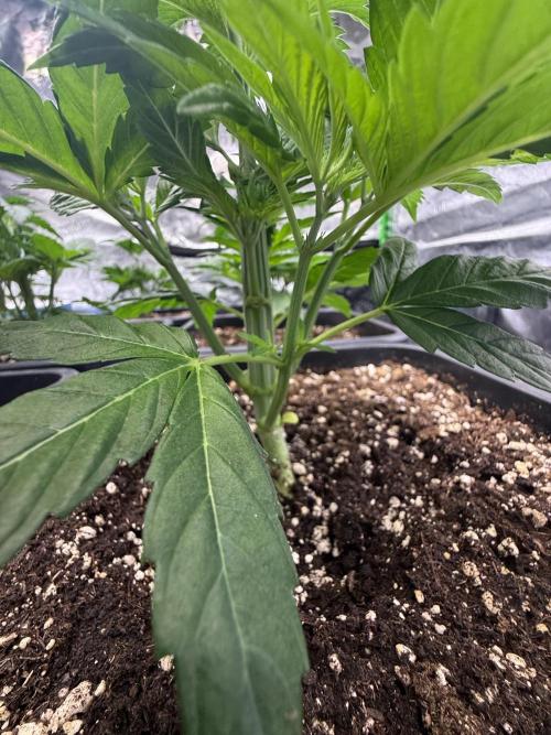 LFG Barney’s Farm(Lets fucking go). Week 4