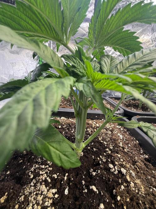 LFG Barney’s Farm(Lets fucking go). Week 4
