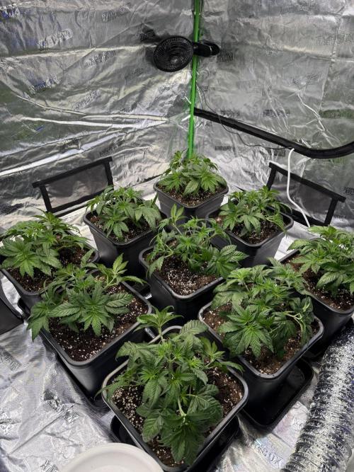 LFG Barney’s Farm(Lets fucking go). Week 4