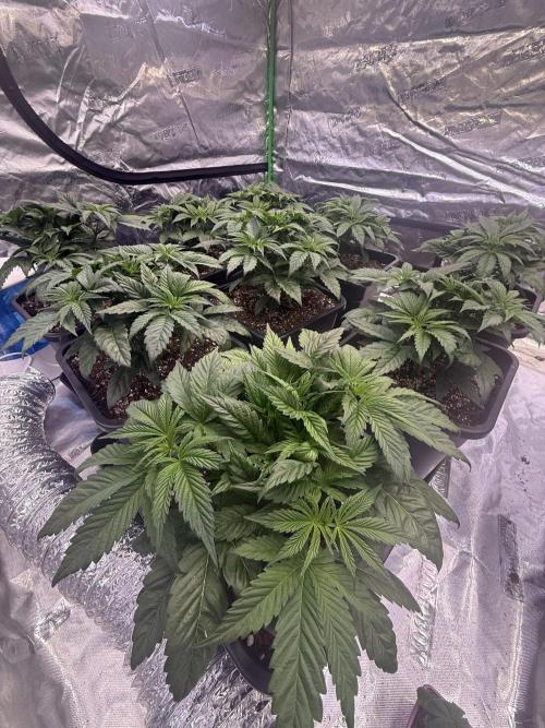 LFG Barney’s Farm(Lets fucking go). Week 4