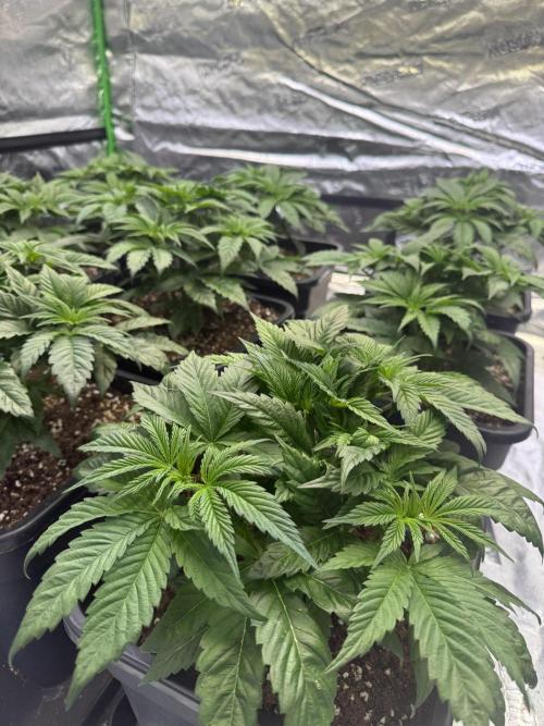 LFG Barney’s Farm(Lets fucking go). Week 4