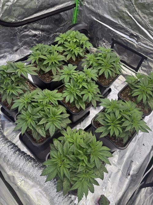 LFG Barney’s Farm(Lets fucking go). Week 4