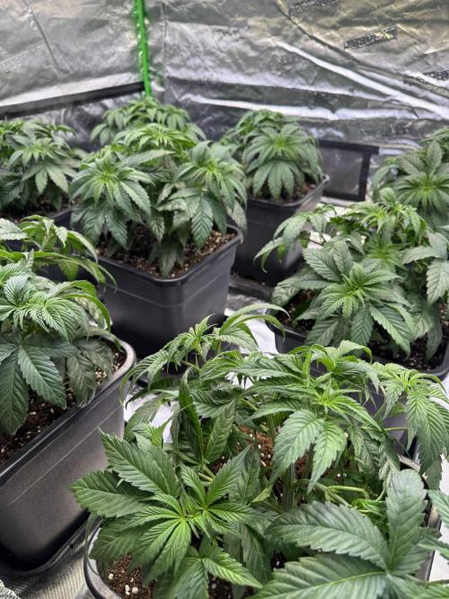 LFG Barney’s Farm(Lets fucking go). Week 4