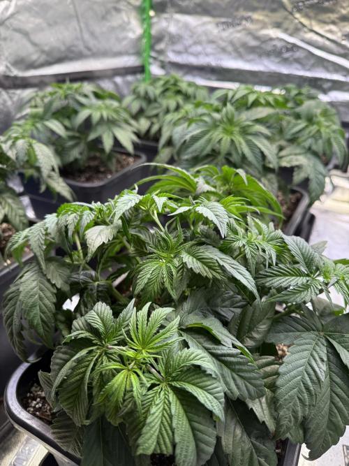LFG Barney’s Farm(Lets fucking go). Week 4