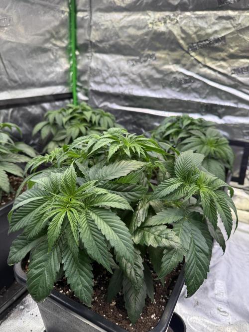 LFG Barney’s Farm(Lets fucking go). Week 4