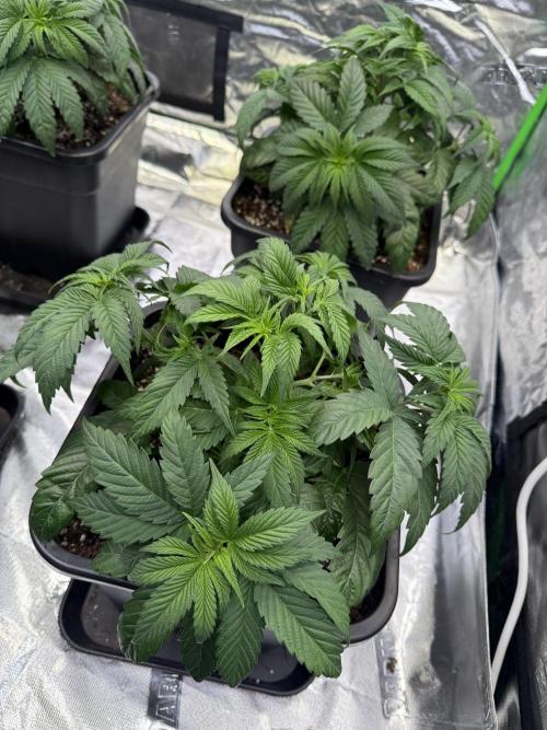 LFG Barney’s Farm(Lets fucking go). Week 4