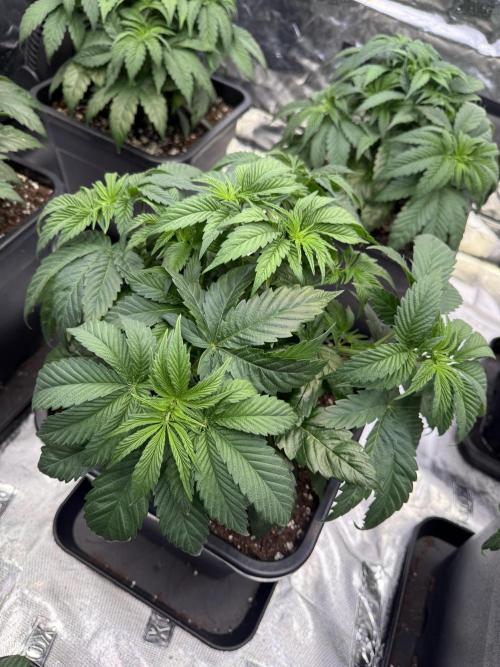 LFG Barney’s Farm(Lets fucking go). Week 4
