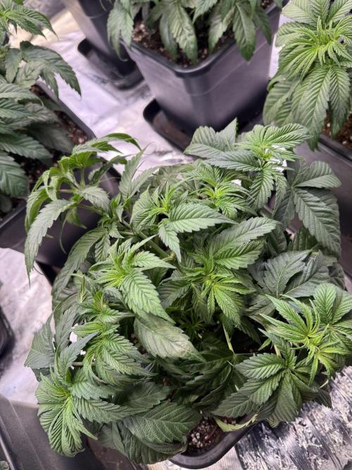 LFG Barney’s Farm(Lets fucking go). Week 4