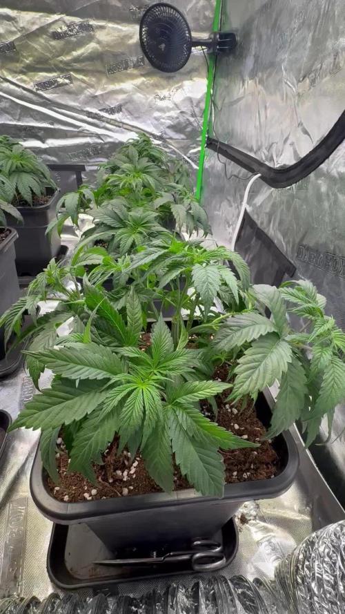 LFG Barney’s Farm(Lets fucking go)