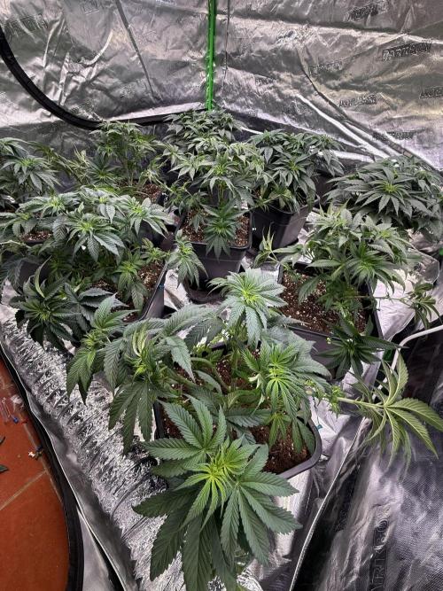 LFG Barney’s Farm(Lets fucking go). Week 5
