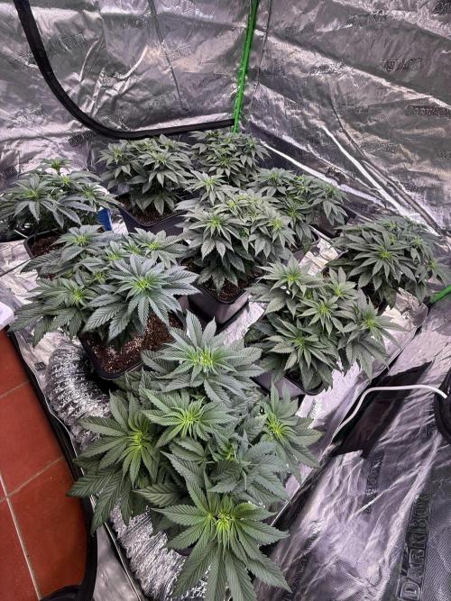LFG Barney’s Farm(Lets fucking go). Week 5
