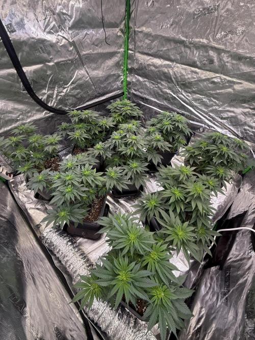 LFG Barney’s Farm(Lets fucking go). Week 6