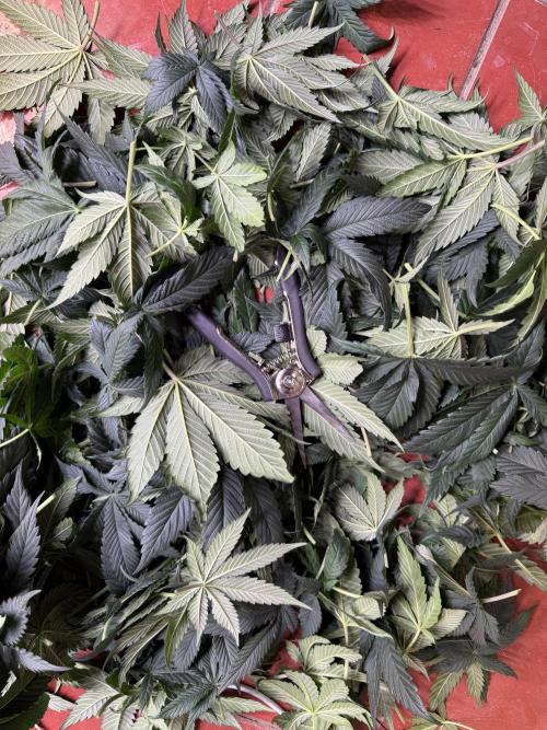 LFG Barney’s Farm(Lets fucking go). Week 6