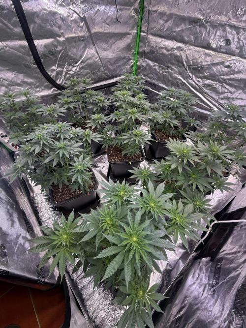 LFG Barney’s Farm(Lets fucking go). Week 6