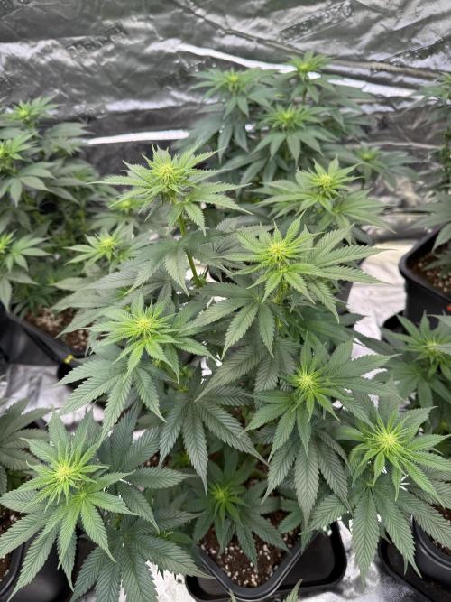 LFG Barney’s Farm(Lets fucking go). Week 7