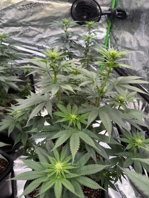 LFG Barney’s Farm(Lets fucking go). Week 7