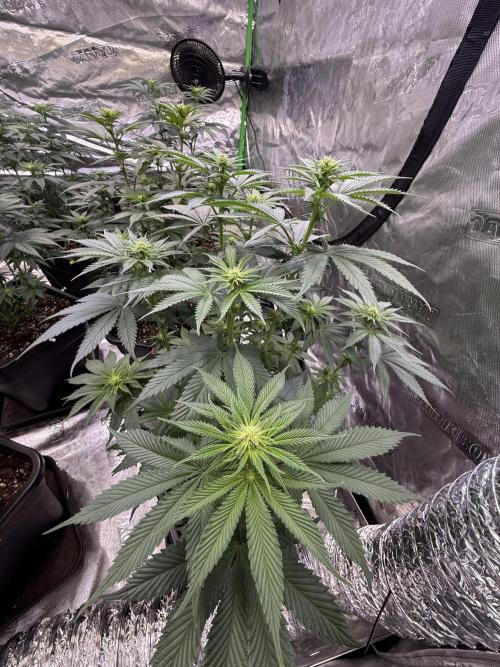 LFG Barney’s Farm(Lets fucking go). Week 7