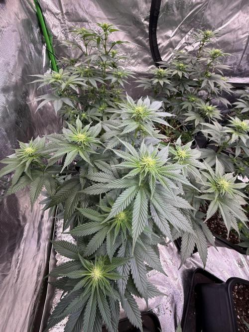 LFG Barney’s Farm(Lets fucking go). Week 7