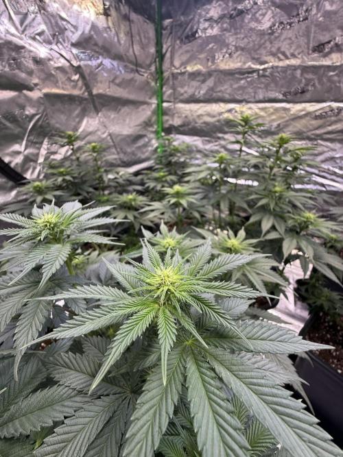 LFG Barney’s Farm(Lets fucking go). Week 7