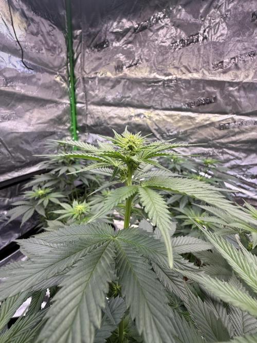 LFG Barney’s Farm(Lets fucking go). Week 7