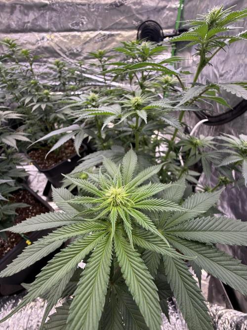 LFG Barney’s Farm(Lets fucking go). Week 7