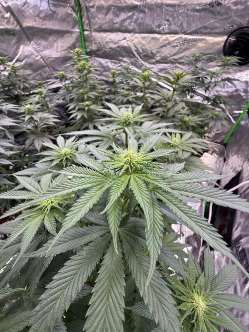 LFG Barney’s Farm(Lets fucking go). Week 7