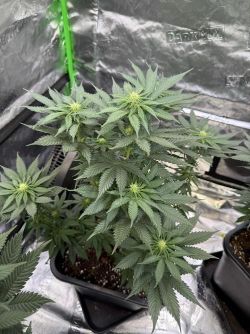 LFG Barney’s Farm(Lets fucking go). Week 7