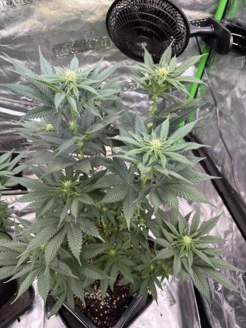 LFG Barney’s Farm(Lets fucking go). Week 7