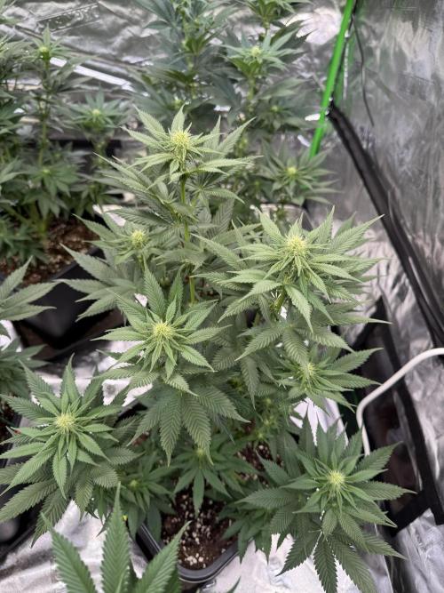 LFG Barney’s Farm(Lets fucking go). Week 7