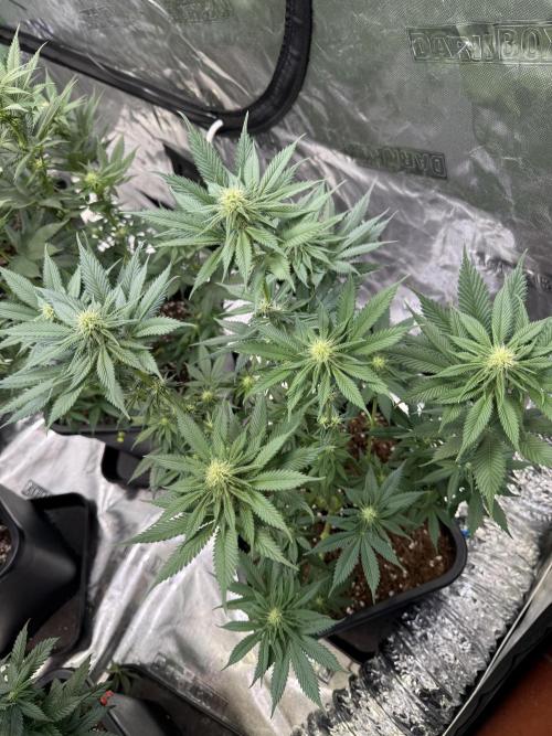 LFG Barney’s Farm(Lets fucking go). Week 7