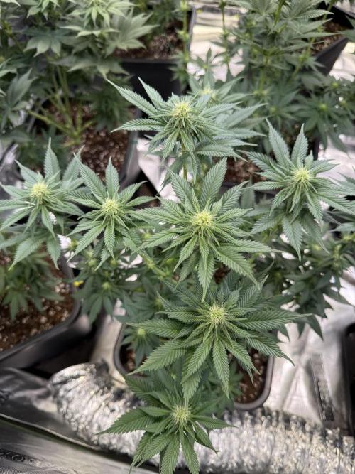 LFG Barney’s Farm(Lets fucking go). Week 7