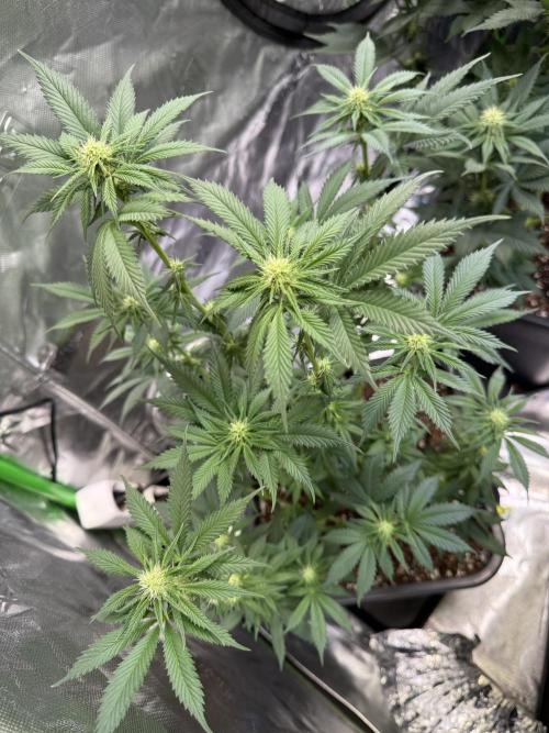 LFG Barney’s Farm(Lets fucking go). Week 7