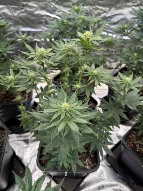 LFG Barney’s Farm(Lets fucking go). Week 7