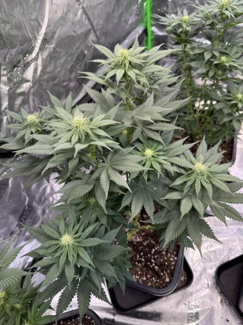 LFG Barney’s Farm(Lets fucking go). Week 7