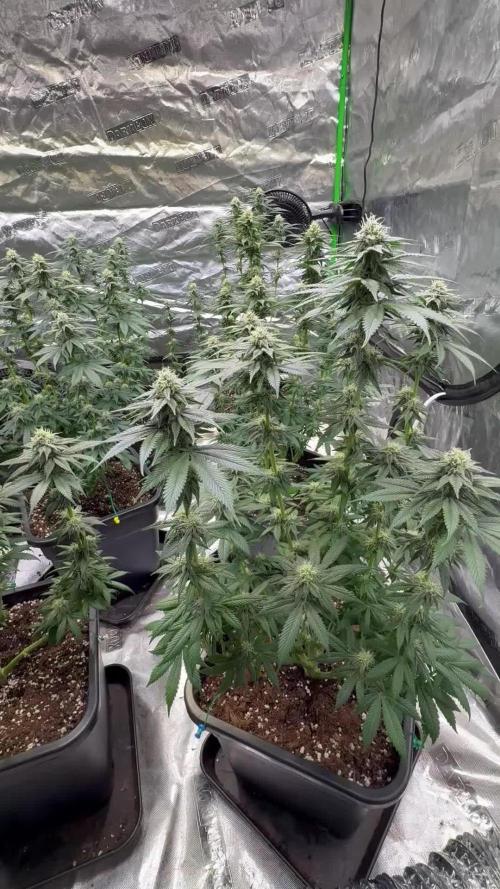 LFG Barney’s Farm(Lets fucking go)