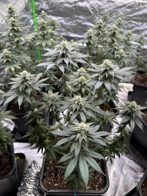 LFG Barney’s Farm(Lets fucking go). Week 8