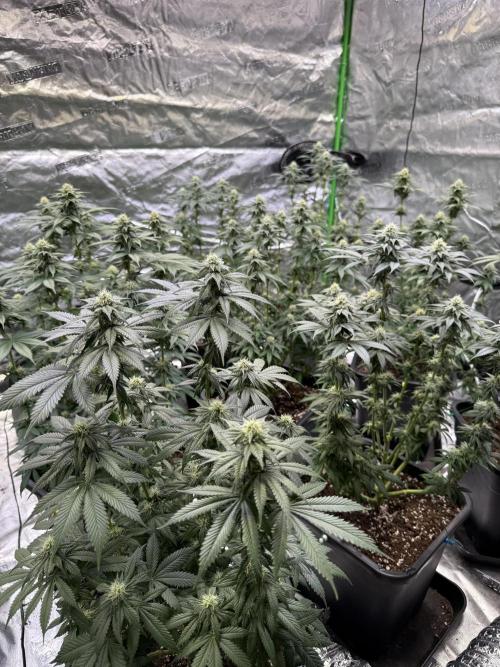 LFG Barney’s Farm(Lets fucking go). Week 8
