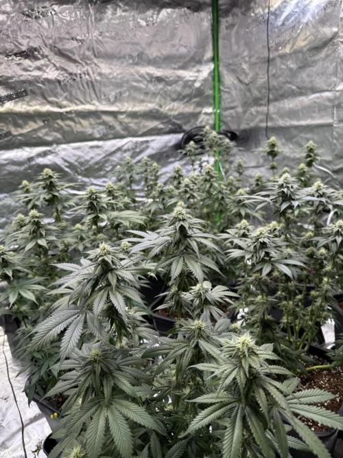 LFG Barney’s Farm(Lets fucking go). Week 8